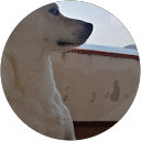 Emanuele C. profile picture